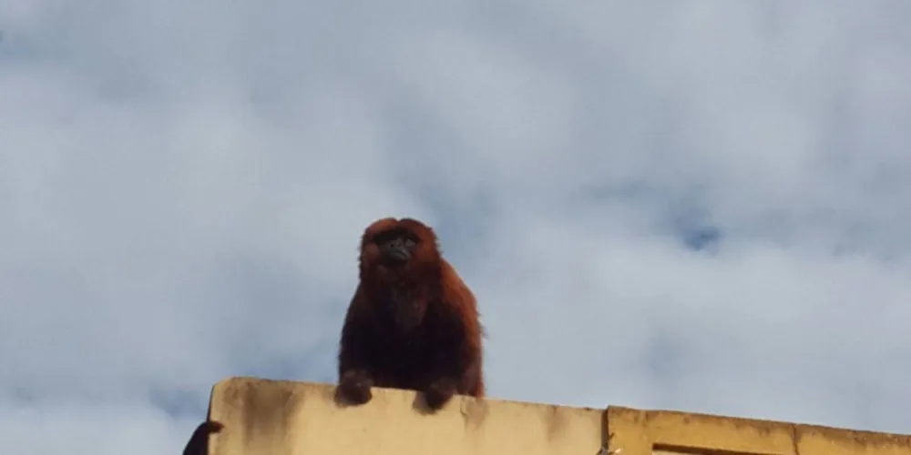Imagem ilustrativa da imagem Macaco bugio é capturado em Imbituva 