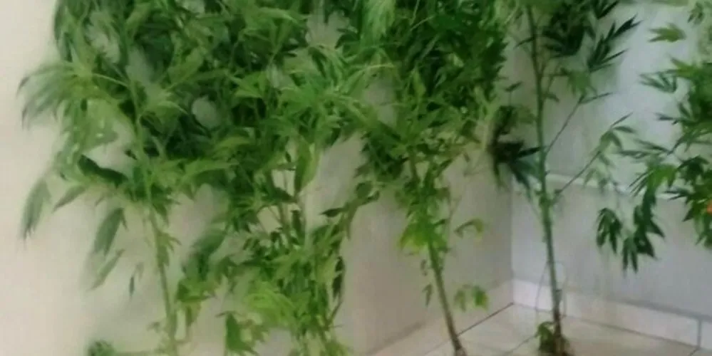 Imagem ilustrativa da imagem PM apreende pés de maconha em Jaguariaíva