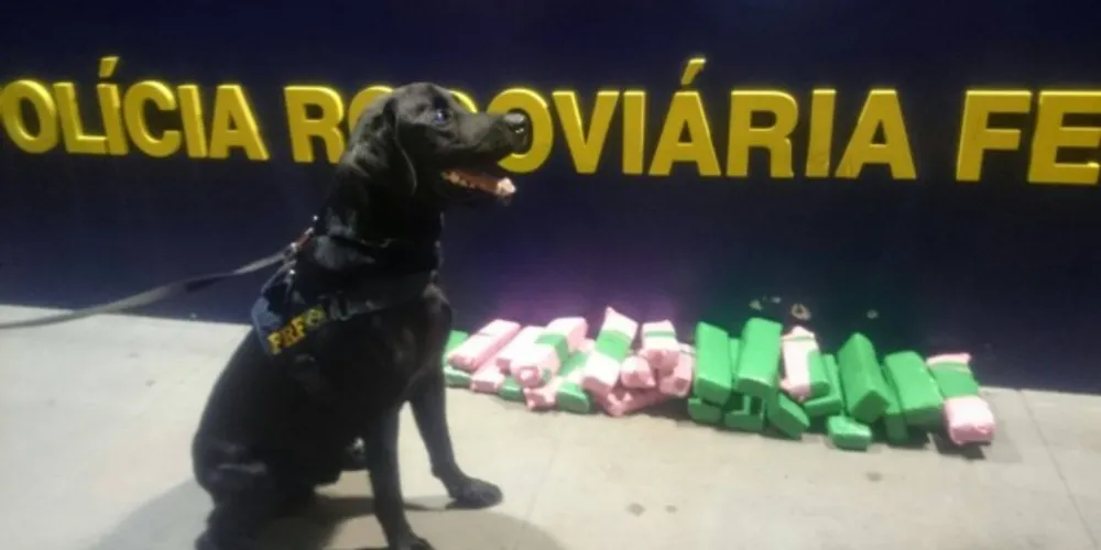 Imagem ilustrativa da imagem Com ajuda de cão farejador, PRF apreende 14 quilos de maconha 