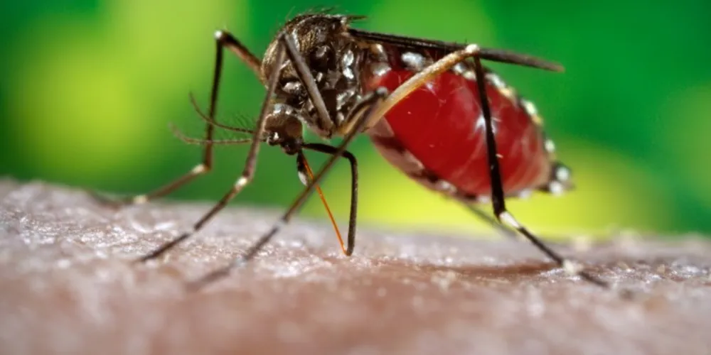 Imagem ilustrativa da imagem Aedes aegypti já é um mosquito doméstico, diz especialista