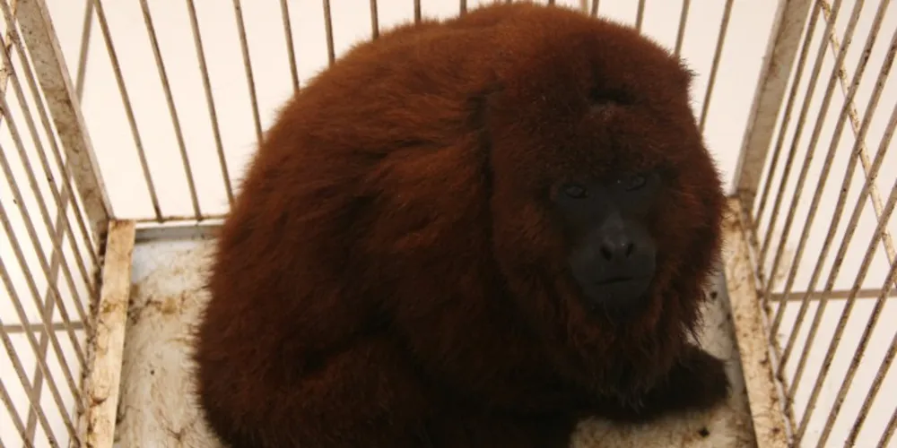 Imagem ilustrativa da imagem Morador encontra macaco bugio no Jardim Los Angeles