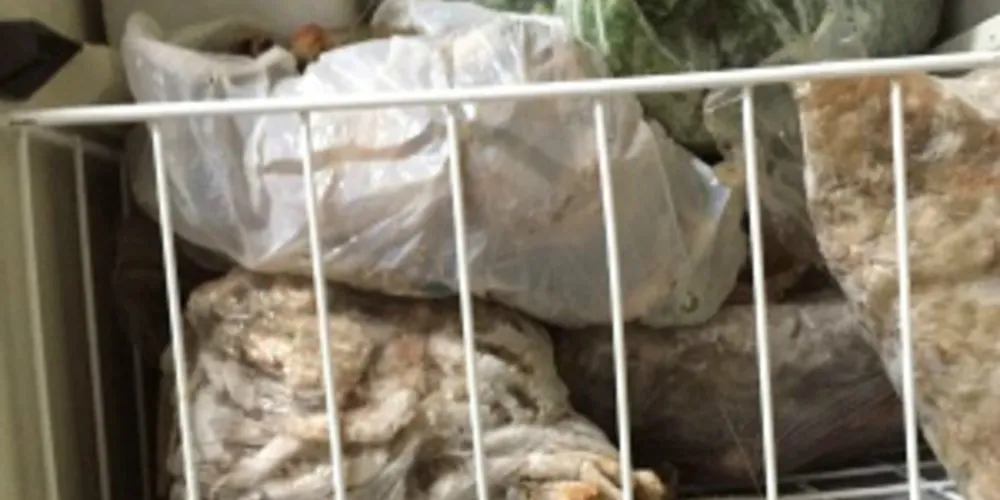 Imagem ilustrativa da imagem Restaurante é fechado por guardar carne de gambá congelada