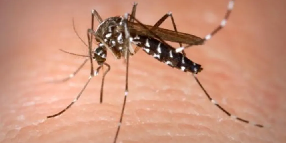 Imagem ilustrativa da imagem Casos de dengue sobem 48% em janeiro em todo o país
