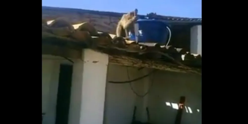 Imagem ilustrativa da imagem Macaco bebe cachaça e assusta clientes de bar com faca na Paraíba