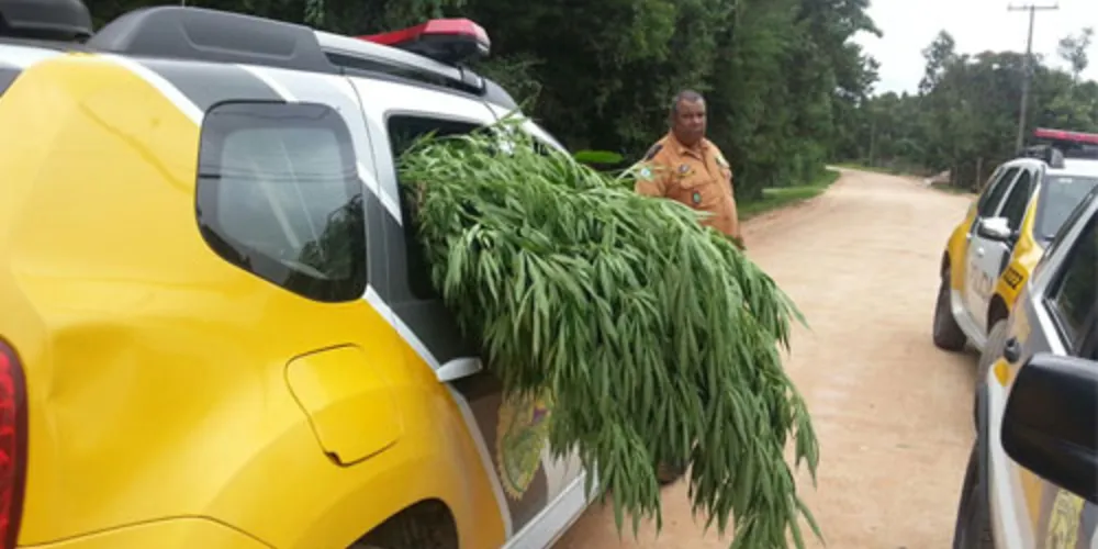 Imagem ilustrativa da imagem PM acha plantação de maconha e suspeito morre em confronto