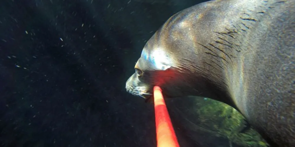 Imagem ilustrativa da imagem Leão-marinho faz 'selfie' em aquário nos Estados Unidos