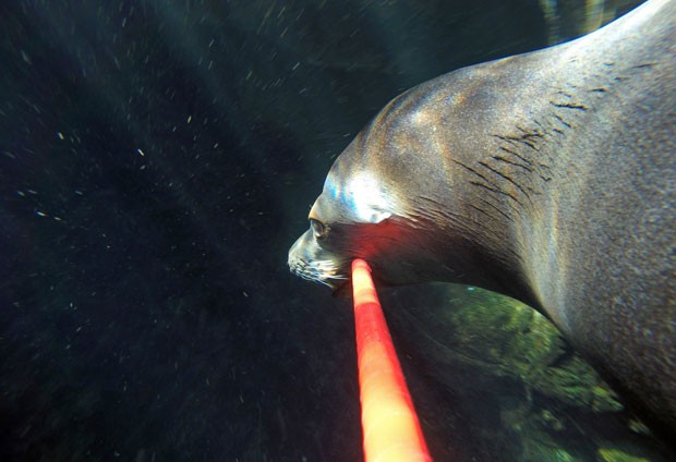 Imagem ilustrativa da imagem Leão-marinho faz 'selfie' em aquário nos Estados Unidos