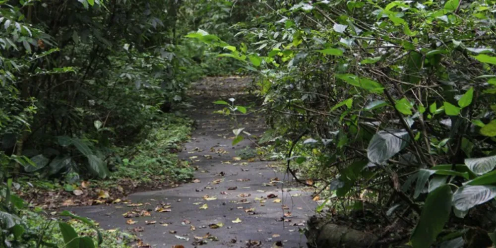 Imagem ilustrativa da imagem Meio Ambiente busca universidades para salvar o Margherita Masini