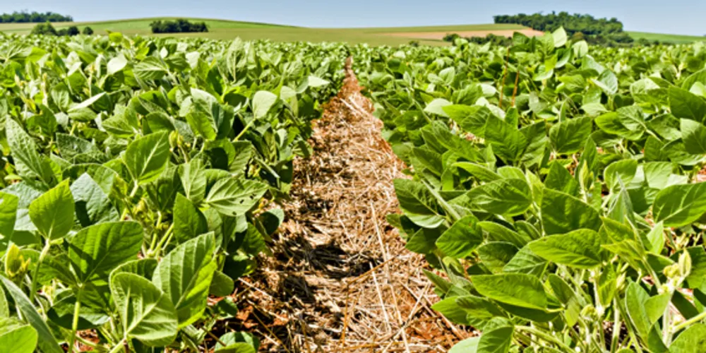 Imagem ilustrativa da imagem Embrapa traz novas cultivares de soja em 'Dia de Campo'