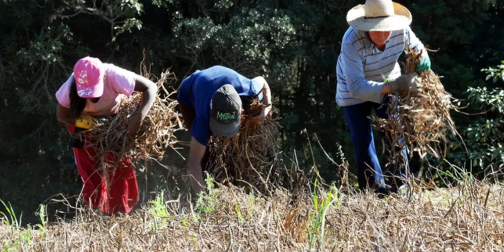 Imagem ilustrativa da imagem Agricultura faz alerta sobre venda de imóveis