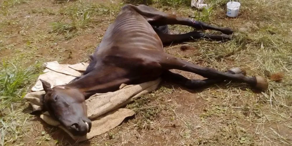 Imagem ilustrativa da imagem Cavalos são agredidos e abandonados em PG