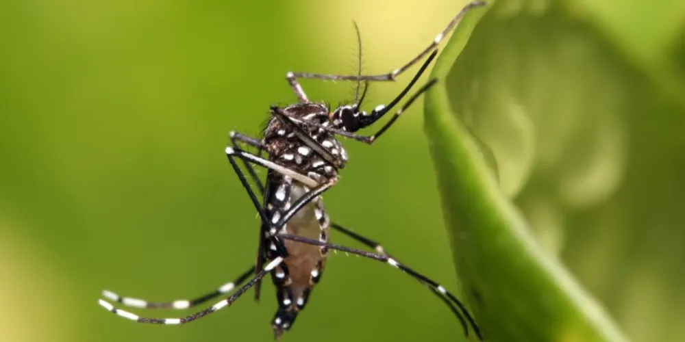 Imagem ilustrativa da imagem BB realiza mobilização de combate ao Aedes aegypti
