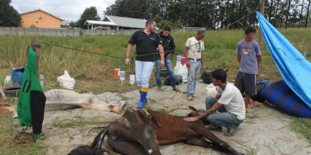 Imagem ilustrativa da imagem Apesar de mobilização, cavalos não resistem e morrem em PG