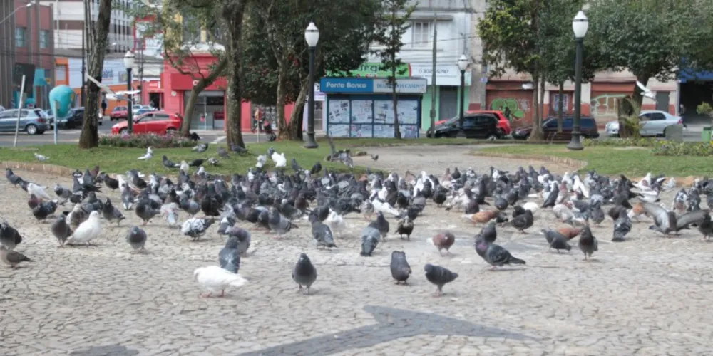 Imagem ilustrativa da imagem PG aprova lei que proíbe alimentação de pombos