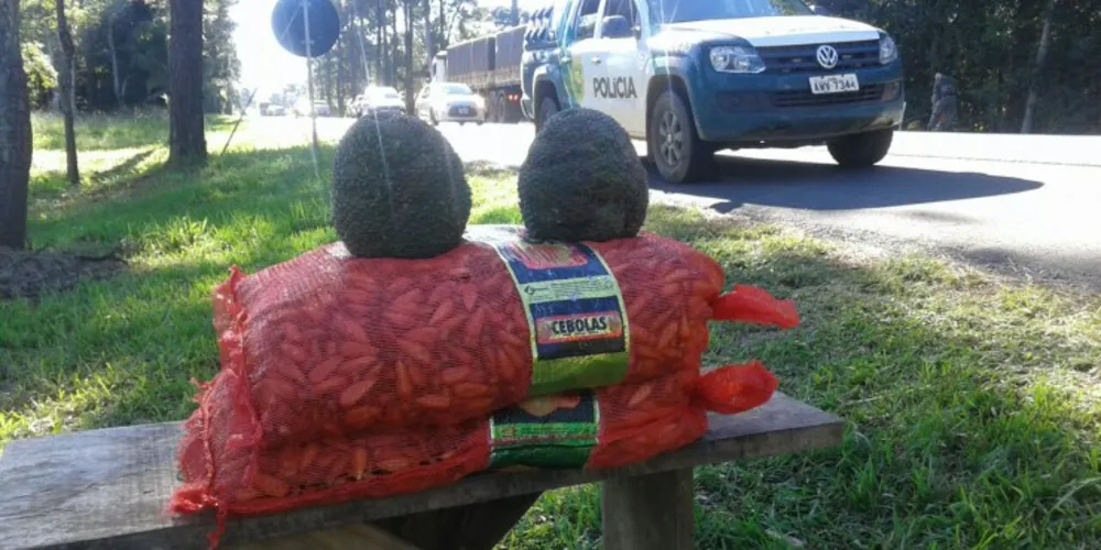 Imagem ilustrativa da imagem Polícia Ambiental apreende 143 kg de pinhão na BR-277