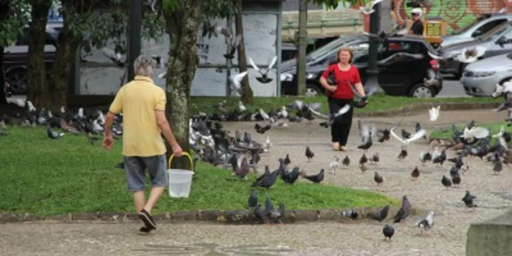 Imagem ilustrativa da imagem Vereadores votam hoje lei que proíbe alimentar pombos